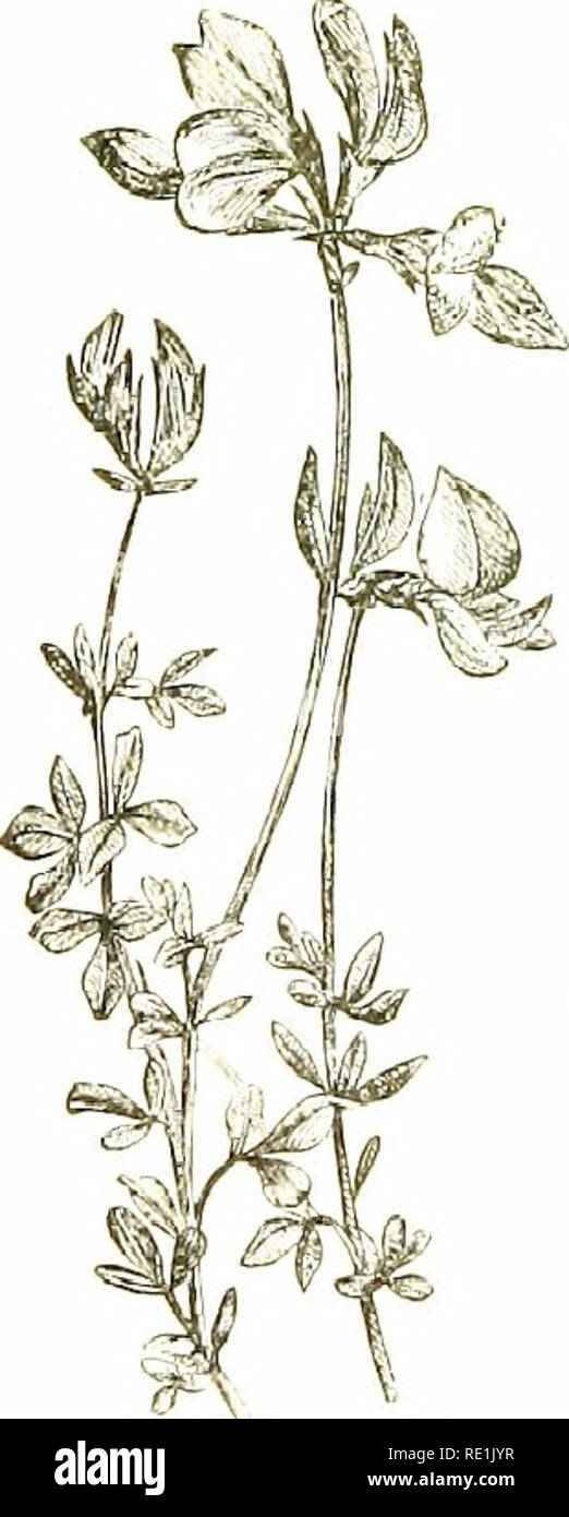 . Flowers of the field. Botany. 128 LEGUMINOS.'E 3. L. iilii:;nn'^si/s (Greater Bird's-foot Trefoil).âGenerally hairy, but sometimes glabrous, i â3 feet high ; sfei/is tubular, weak, and usually supported by surrounding plants ;' leaflets obovate ;peduncles very long : fJiKccrs deep yellow, 5 â12 together ; cafyx-ieef/t, while in bud, spre.iding like a star, two upper ones diverging. â Damp places ; common.âFl. July, vlugust. Perennial. 4. Z. ii//x'tis//ssiM//s (Least Bird's-foot Trefoil).âA much smaller plant than Z. lOrniciildfiis, prostrate, hairy, with shorter/Â»/?/â ;/&lt;-/Â« ; flowers s Stock Photo