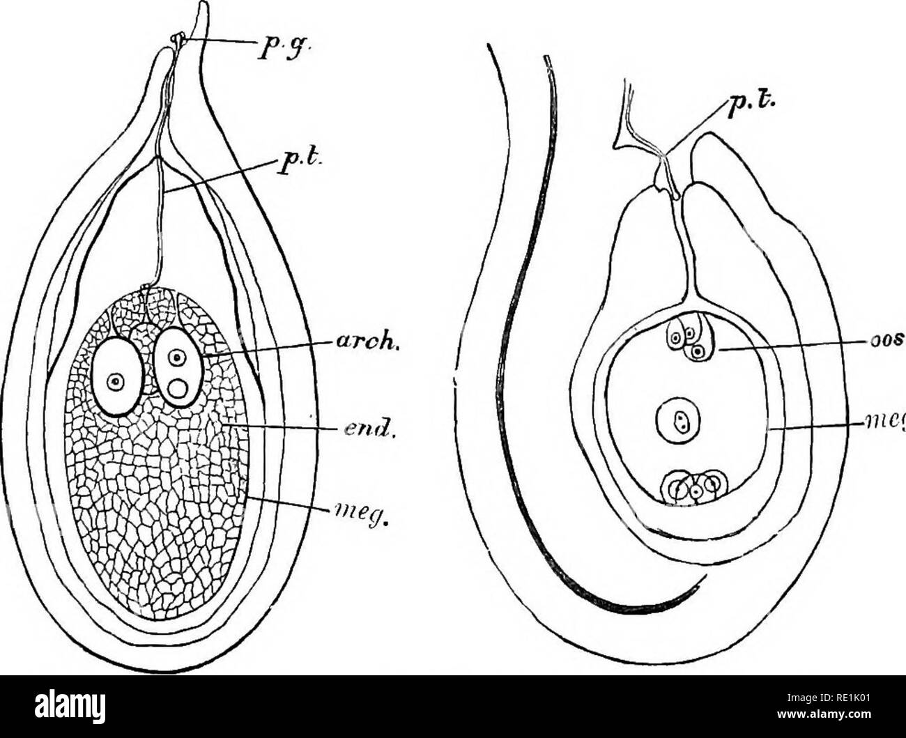 Isogamous . A manual of botany. Botany. MOEPHOLOGY OF REPEODUCTIVE ORGANS 223 ...