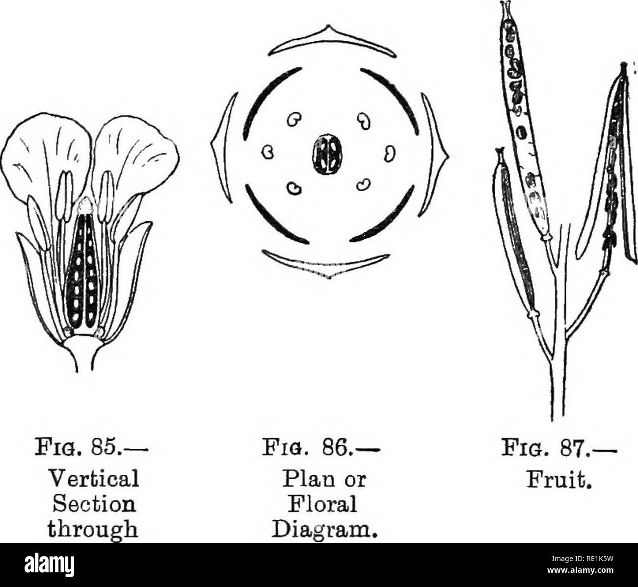 South African Botany Botany Fia 85 Vertioal Section Through Flower Fig 87 Fruit Figs 81 87 Cheiranthus Wallflower Leaves Alternate Cauline Simple Sessile Exstipu Late Lanceolate Entire Net Veined Hairy Inflorescence Eaceme,Wallpaper Boyish Girl Drawing