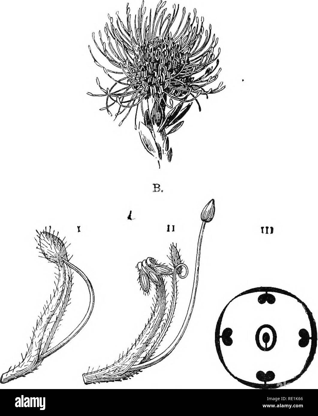 . South African botany. Botany. 166 SOUTH AFRICAN BOTANY 148. N. O. Cruciferae. General Characters.—Flowers, polypetalous hypogynous, parts in twos or fours; cruci- A.. Pig. 80. A. Flower head of Leucospermum elliptium. B. Leucospermuin conocarpum. I. Flower-bud. II. Flower opened. III. Floral diagram. form corolla, tetradynamous stamens; gynoecium syncarpons, 2 carpels; ovary 2 celled, placentation parietal; fruit a siliqua or silicula.. Please note that these images are extracted from scanned page images that may have been digitally enhanced for readability - coloration and appearance of the Stock Photo