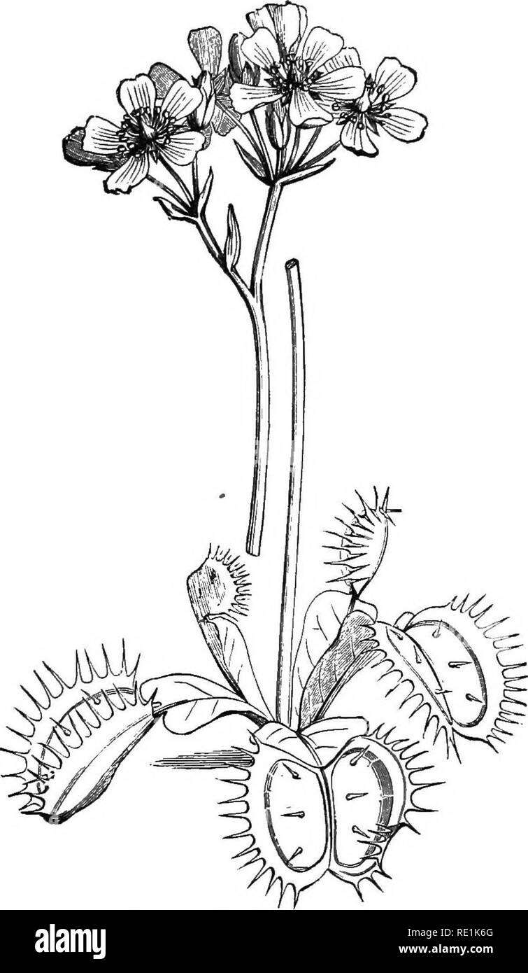 . South African botany. Botany. PLANT PHYSIOLOGY 147 the purpose of entrapping insects.. Nepenthes, Sarra- cenia, and Cephalotus are Pitcher-plants, in which the. Fig. .79.—^Venus's Ply-trap {DioiKea muscipula). whole or part of the leaf is modified to form a trap- like receptacle with a lid, which is brightly coloured, 10*. Please note that these images are extracted from scanned page images that may have been digitally enhanced for readability - coloration and appearance of these illustrations may not perfectly resemble the original work.. Storey, Francis W; Wright, K. London, New York, Long Stock Photo