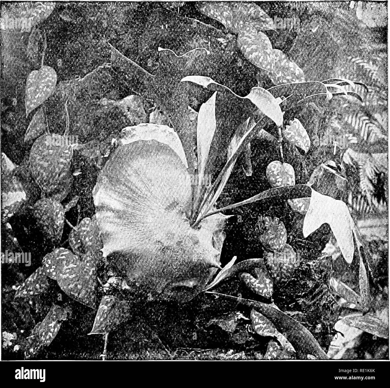 . Plant studies; an elementary botany. Botany. Fig. 95. ABtaghorn fern (Plalycerium), an aerial plant of the tropics. About it is i vine, which shows the leaves adjusted to the lighted side.. Please note that these images are extracted from scanned page images that may have been digitally enhanced for readability - coloration and appearance of these illustrations may not perfectly resemble the original work.. Coulter, John Merle, 1851-1928. New York, D. Appleton and Company Stock Photo