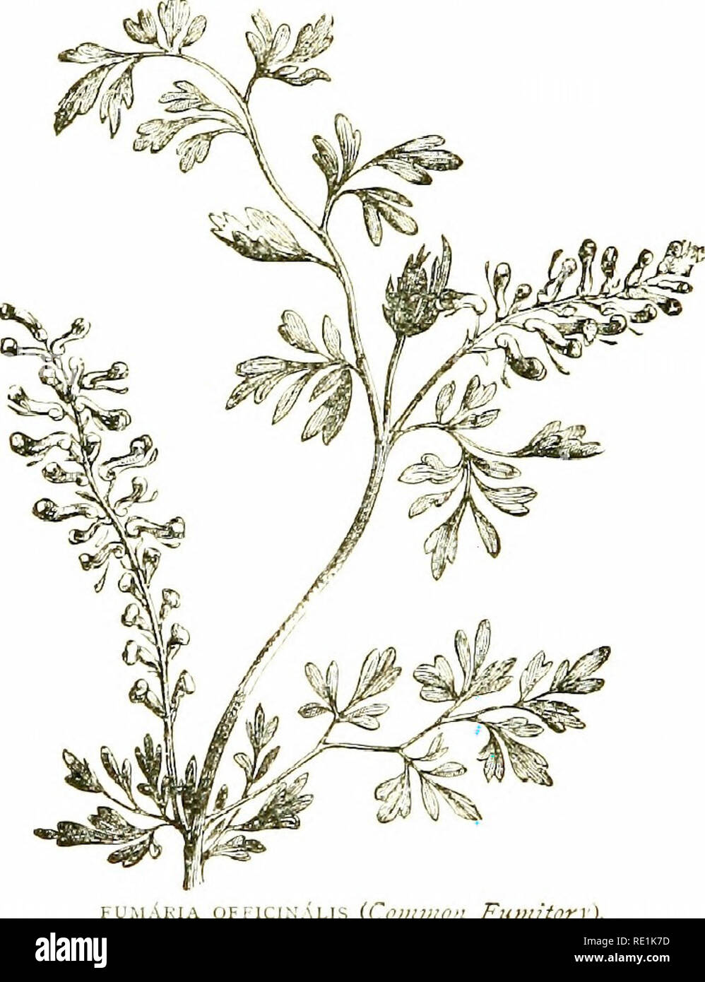 . Flowers of the field. Botany. 30 FUMARIACE.'E 1. CoRYDALis.—Fniit a compressed^ 2-valved, many-seeded capsule. 2. FuMARiA.—Fruit a globose, indeliiscent, i-seeded achene. I. CouvoALis (Corydalis).—Herbs with much-divided glabrous /c(?ir,s and bracteate racemes of small raonosymmetric/t^avr^.- Zt'/rtA-connivent ; the upper one spurred; cuj i^oUi mmiy-seeded.. FU.MAKIA QFFIC s {Ci'iimwn Fitniitorr). (The Greek name Corydalis «as emplo)ed for this or some allied plant by Galen.) I, C. liaviculdl.i (Climbing Cordalis).—Stem slender, climb- ing ; leaves glaucous, pinnate, endmg in branched tendr Stock Photo