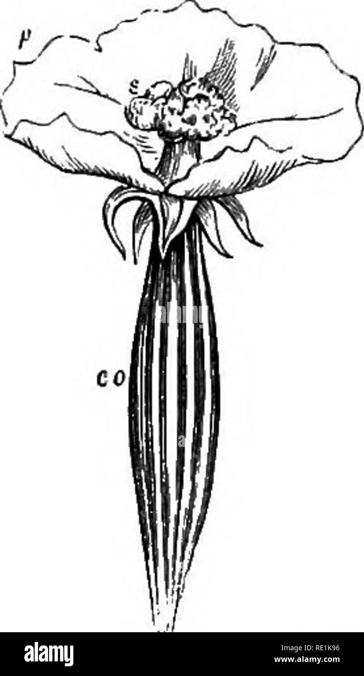 Poisonous gourd hires stock photography and images Alamy