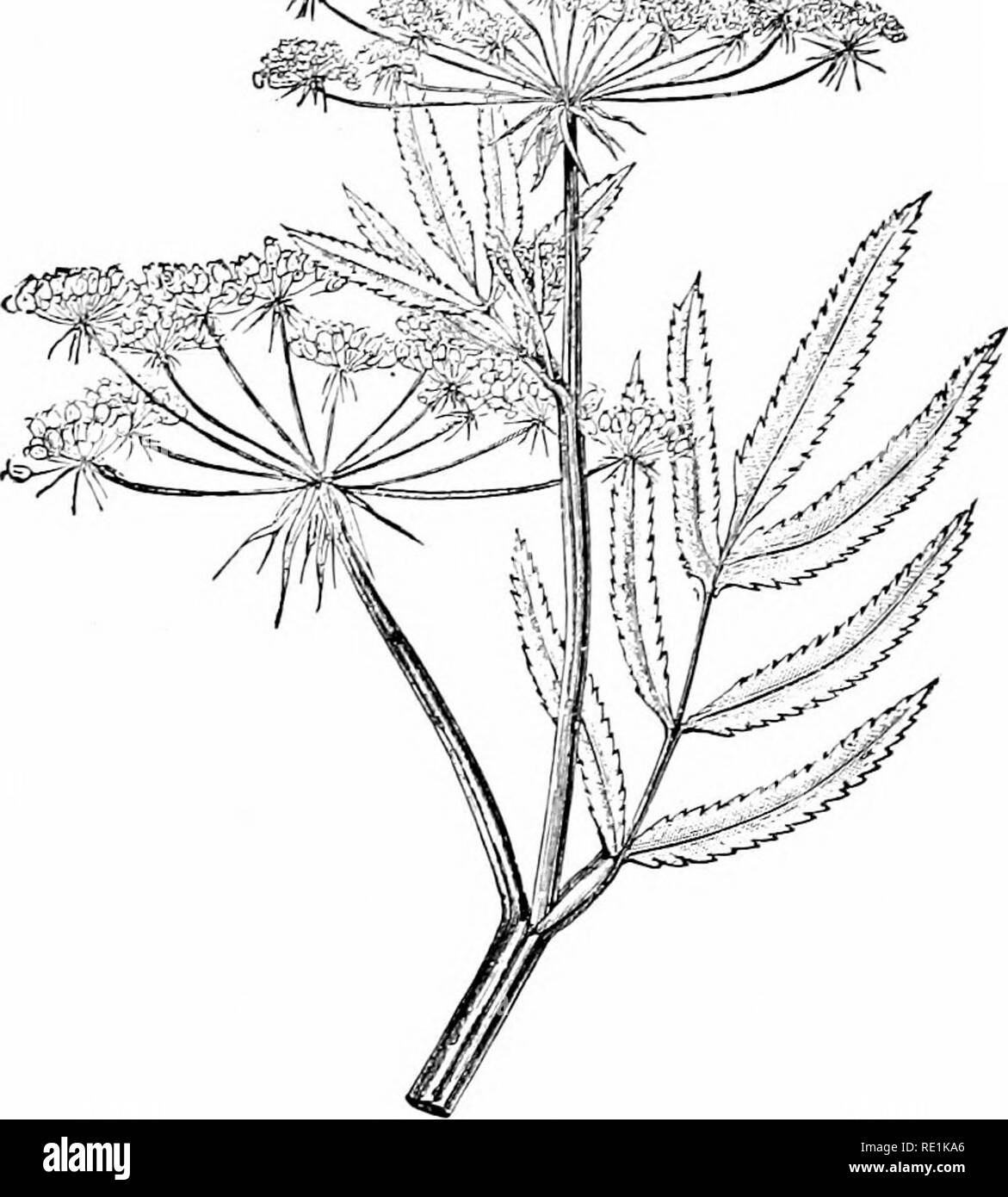 Distorted Plant Drawings Distorted flower Black and White Stock Photos & Images - Alamy