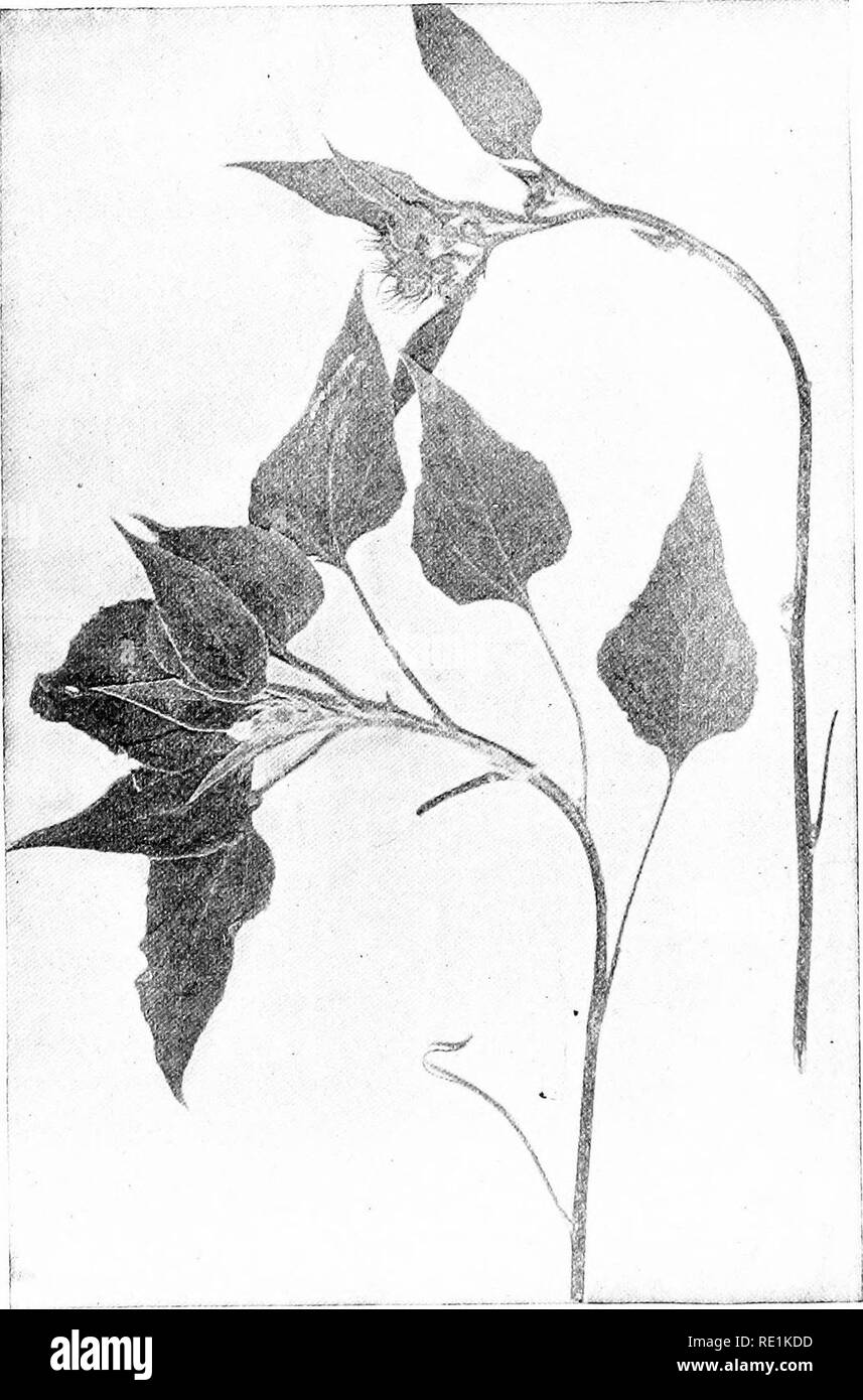 . Plant studies; an elementary botany. Botany. Fig. 63. Sunflowers with the upper part of the stem sharply bent towards the light, eivine the leaves hetrer PTnARnrp ft&gt;r schafpneb. Please note that these images are extracted from scanned page images that may have been digitally enhanced for readability - coloration and appearance of these illustrations may not perfectly resemble the original work.. Coulter, John Merle, 1851-1928. New York, D. Appleton and Company Stock Photo