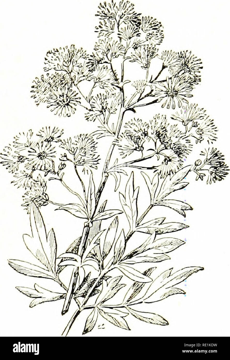 . Flowers of the field. Botany. BUTTERCUP FAMILY 5 3. T. mdjus (Greater Meadow-rue). — Slem 2—4 feet high, solid or hollow, branched, leafy to the base, flexuous, more or less furrowed ; leaves bi- or tri-pinnate, stipulate; stipules with horizon- tally-spreading or reflexed auricles; leiijlets&amp;rge, variable, 3—5 lobed; petioles with spreading branches;  Jlcnaets in a loose, generally leafy, compound raceme with spreading branches, drooping ; sepals 4, yellow-green ; anthers apiculate. A form with a solid stem and reflexed auricles to its stipules occurs in damp. THALICTKU.M FLAVUM {YclIo Stock Photo