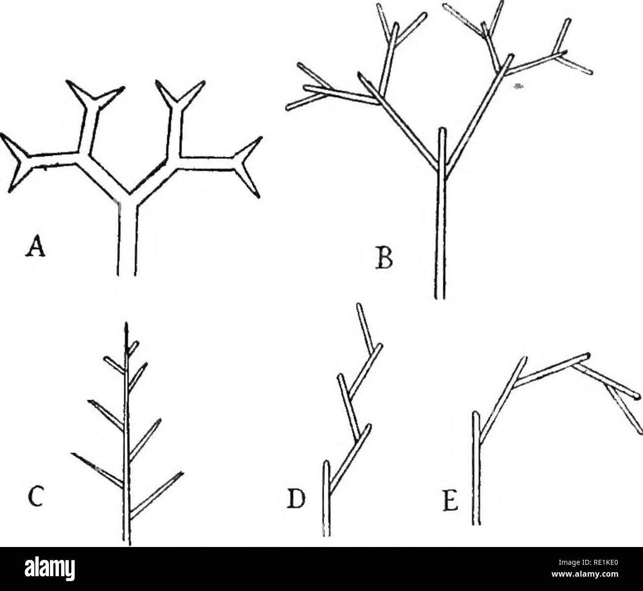 Dichotomy Black and White Stock Photos & Images Alamy