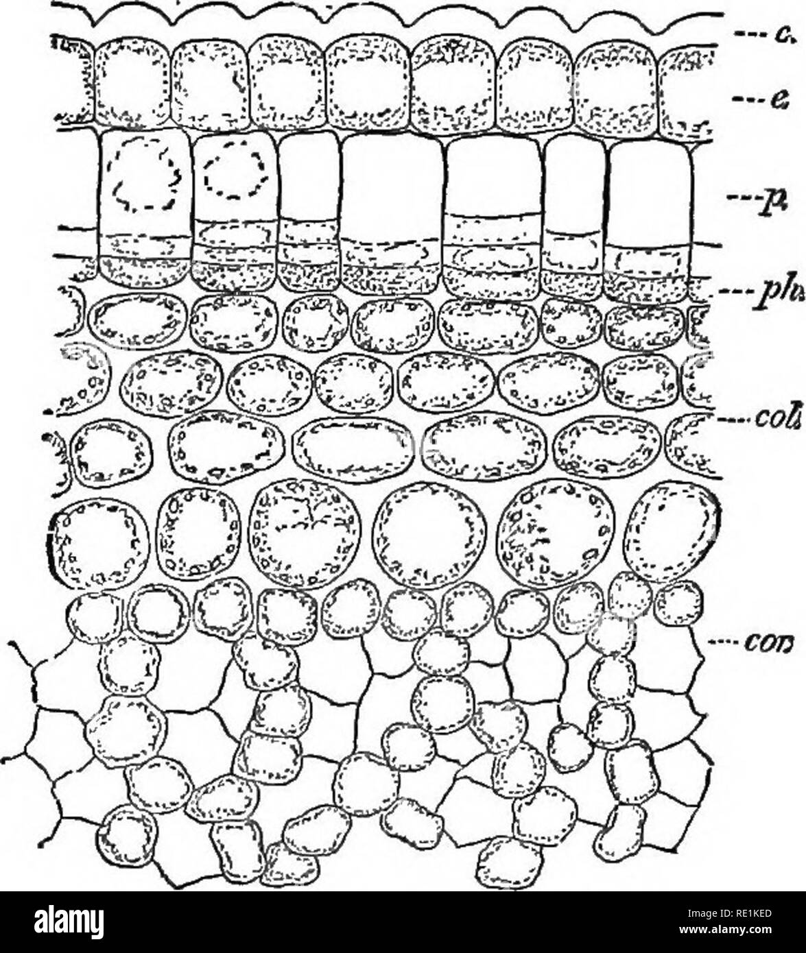 . South African botany. Botany. THE STEM 55 As the oaktree