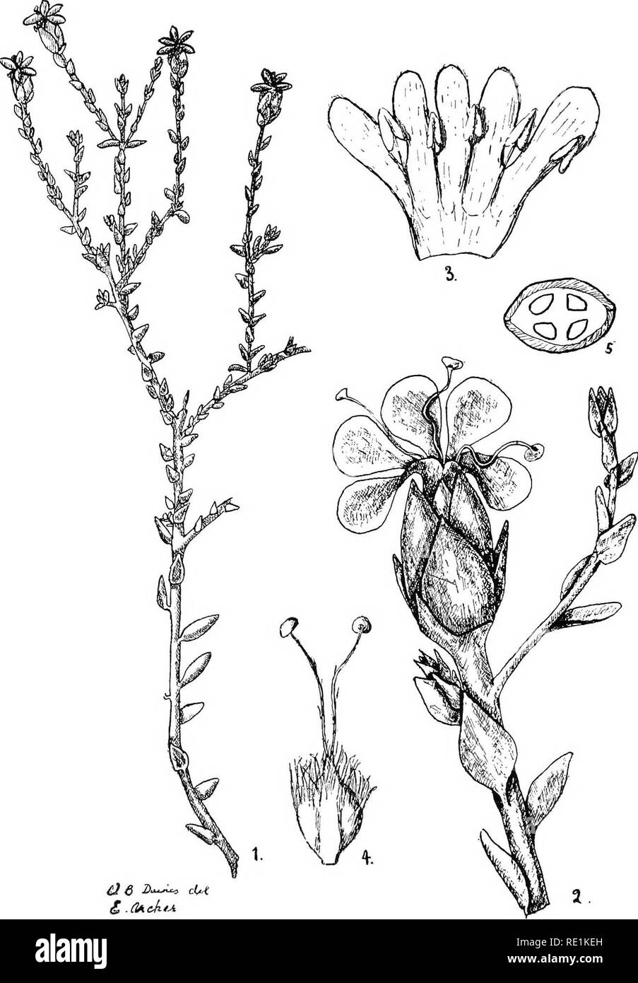 . The flora of the Northern Territory. Botany. 380 THE FLORA OF THE NORTHERN TERRITORY.. Plate XX,—Cabpehtia floribundj Fig. 1, Portion of flowering stems. 2, Flower enlarged. 3, Corolla opened, sliewing stamens. 4, Ovary. 5, Section of ovary.. Please note that these images are extracted from scanned page images that may have been digitally enhanced for readability - coloration and appearance of these illustrations may not perfectly resemble the original work.. Ewart, Alfred J. (Alfred James); Davies, Olive Blanch; Cheel, Edwin, 1872-; Hamilton, Arthur Andrew, 1855-1929; Maiden, J. H. (Joseph  Stock Photo