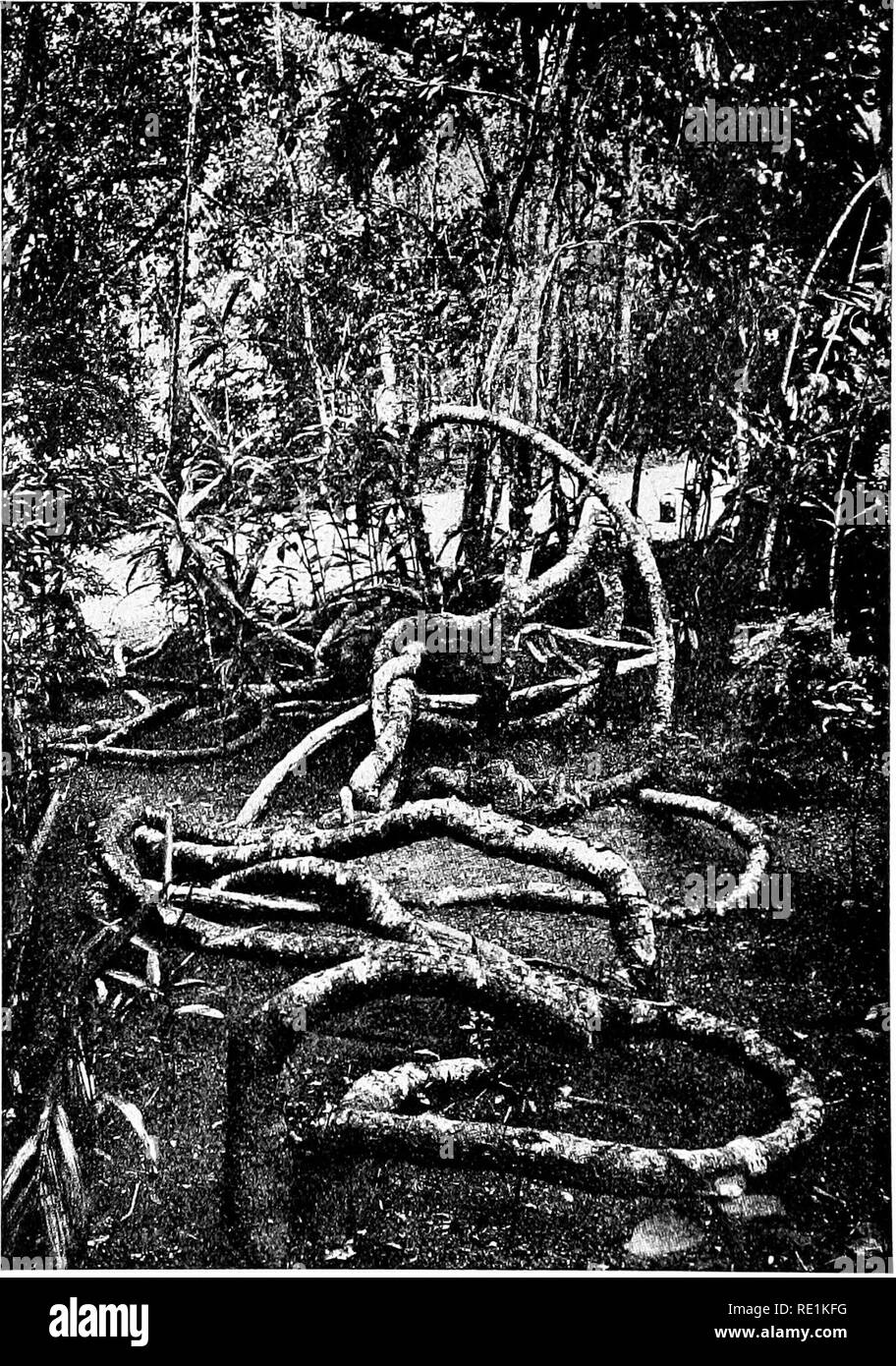 . Plant studies; an elementary botany. Botany. Fig. 55. A liana in the Botanic Garden at.Peradenyia, Ceylon.—After SchimpeR.. Please note that these images are extracted from scanned page images that may have been digitally enhanced for readability - coloration and appearance of these illustrations may not perfectly resemble the original work.. Coulter, John Merle, 1851-1928. New York, D. Appleton and Company Stock Photo