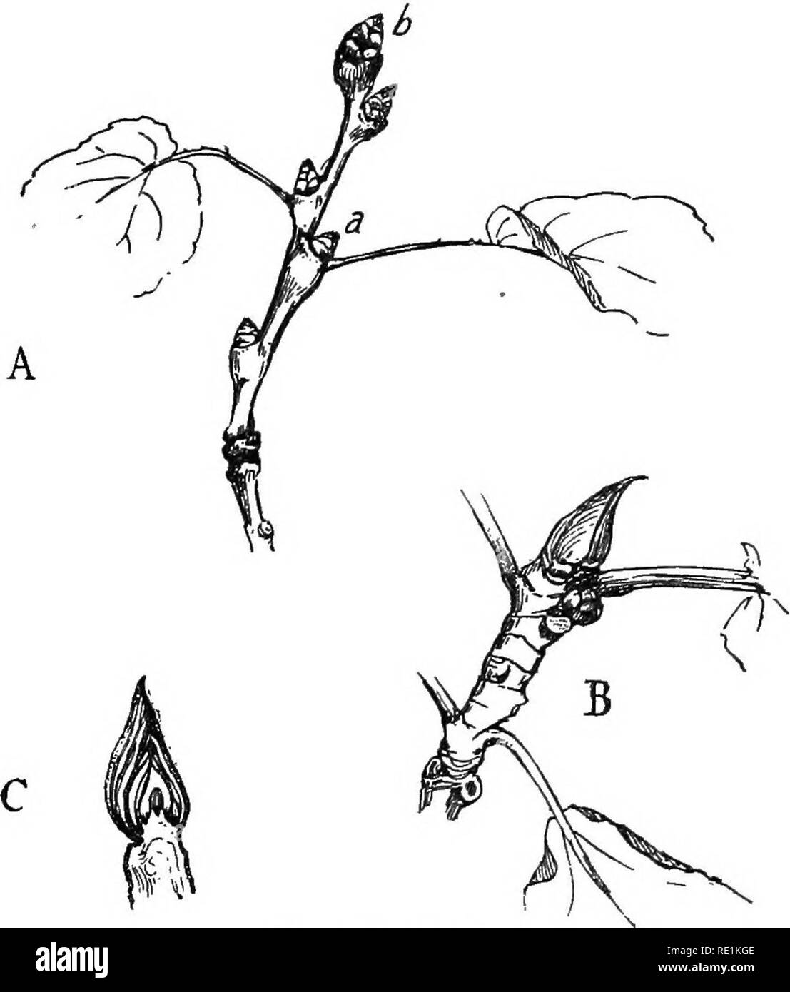 . South African botany. Botany. THE STEM 45 It grows in a similar