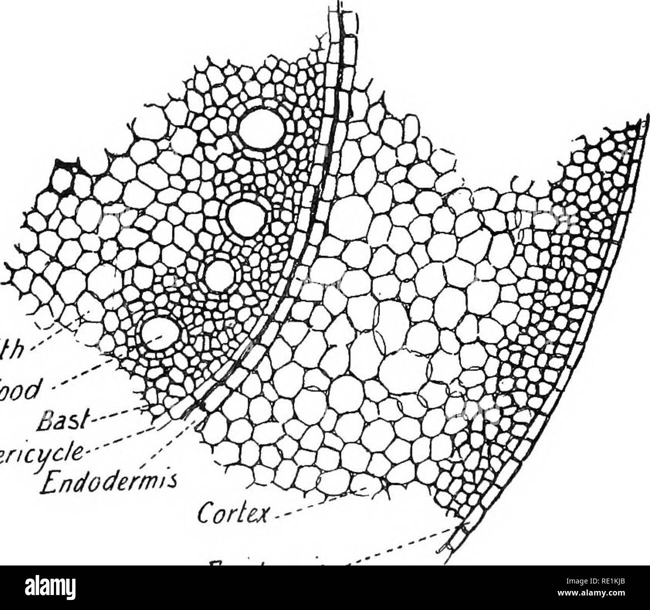 Vascular tissue root Black and White Stock Photos & Images Alamy