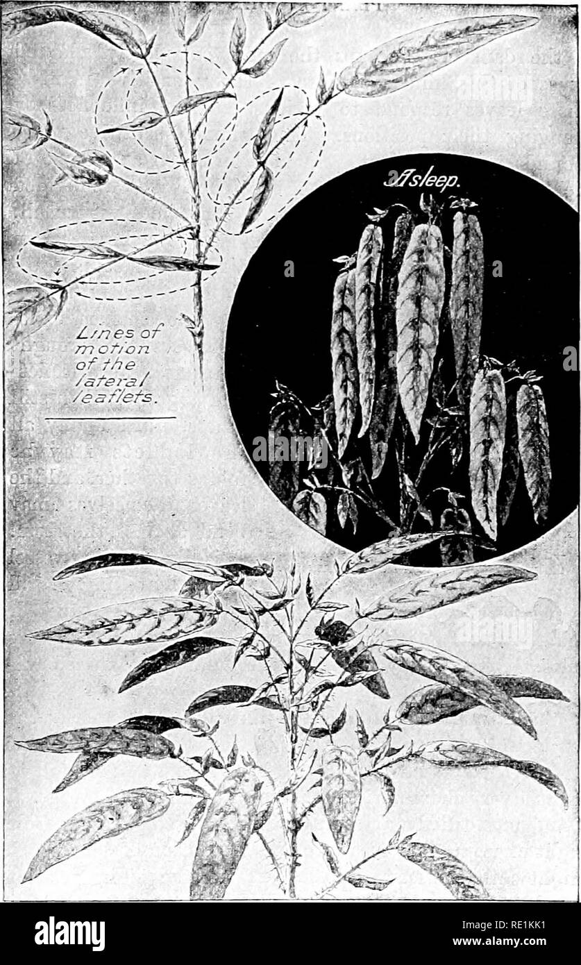 . Plant studies; an elementary botany. Botany. &quot;is. 42. The telegraph plant{Desmodium gyrans). Each leaf is made up of three leaflets, a large terminal one, and a pair of small lateral ones. In the lowest figure the large leaflets are spread out in their day position ; in the central figure they are turned sharply downward in their night position. The name of the plant refers to the peculiar and constant motion of the pair of lateral leaflets, each one of which describes a curve with a jerking motion, like the second-hand of a watch, as Indicated in the uppermost figure.. Please note that Stock Photo