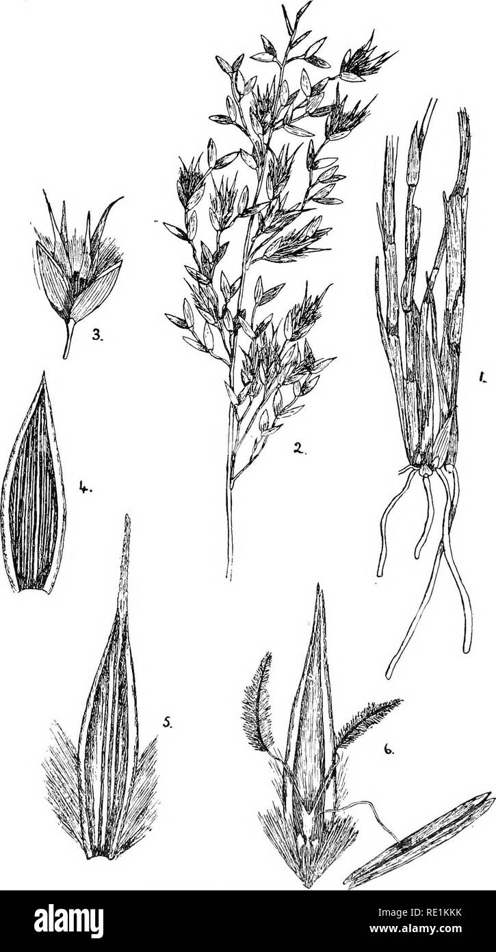 . The flora of the Northern Territory. Botany. 364 THE FLORA Or THE NOBTHEKN TERRITORY. Plate I&quot;'.—Ekiachne nervosa. Fig. 1, Habit. 2, Inflorescence. 3, A single spikelet (x 3). 4, Outer glume shewing numerous nerves (x 7). 5, Flowering glume (x 7). 6, Pale, showing rachis of spikelet hairy round the pale, one of the stamens, ovary and lodicules (x 7).. Please note that these images are extracted from scanned page images that may have been digitally enhanced for readability - coloration and appearance of these illustrations may not perfectly resemble the original work.. Ewart, Alfred J.  Stock Photo