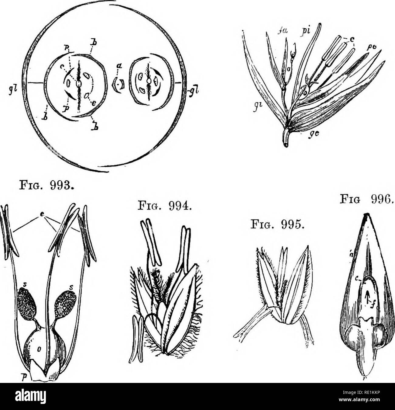 . A manual of botany. Botany. MONOCOTTLEDONES 217 hypogy^oiis scales (lodiculcd, squamulce,' or glumellules) ; these scales- also are occasionally absent. Stamens 1—6, usually 3 fila/ments capillary; anthers 2-celled, versatile. Ovary superior 1-celled, with a solitary ascending ovule; stigmas feathery or Fig. 991. Fig. 992.. Fig. 991. Diagram of a spikelet of the Oat (Avena). (From Le Maout.) gl, gl. Two glumes, enclosing two liermaphrodite flowers, anrl one, a, abortive. b. The outer palea or flowering- glume, fc, b. The inner palea. p, p. Two scales (sguamnlce or glumellules); the dotted cu Stock Photo
