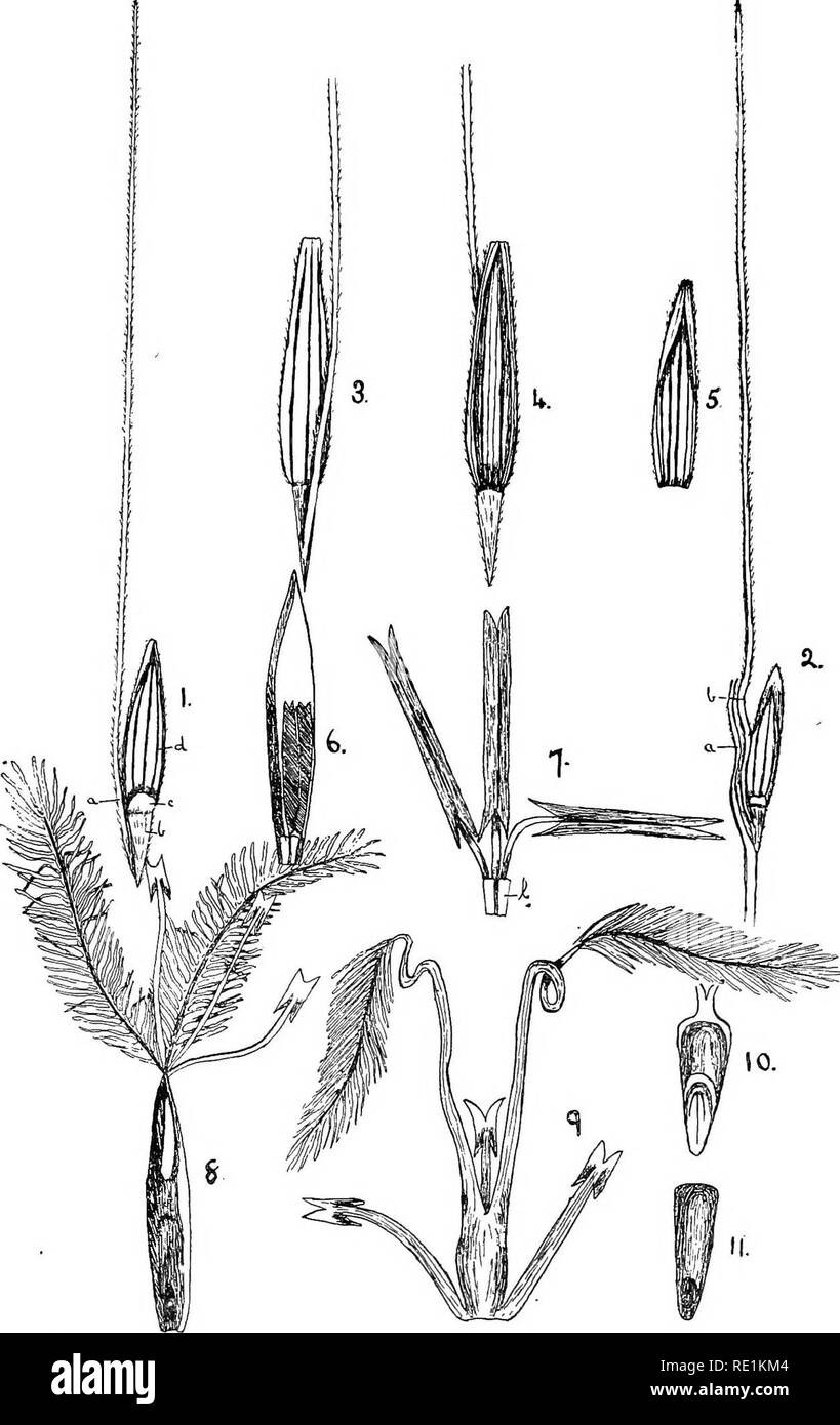 . The flora of the Northern Territory. Botany. Plate III.âSetosa erecta.âFig. l,?Smgle spikelet (x3)â(o) awn ; (6) pedicel- (c) smaU outer glume ; (d) flowering glume of male flower. 2, Spikelet attached to axis and (o) shewing position from which awn (6) arises. 3, Large outer glume dorsal view shewmgawn arisinglaterallyfrompedieelof spikelet(x3). 4, Large outer glume ventral view (x 3). 5, Flowering glume of male flower (x 3). 6, Pale of male flower through which stamens are seen (x 3). 7, Stamens of male flower more highly magnified 1= lodicules. 8, Flowering glume and pale of hermaphrodite Stock Photo