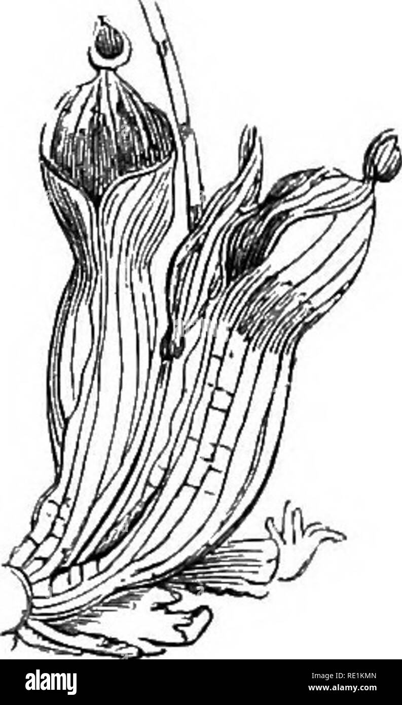 . A manual of botany. Botany. Fiif. 188. Pitcher of a species of Pitcher-plant {^^epe7&gt;t/^f•s distillatot-ia). p. Pitcher coverecl by the lid, 1. /&quot;iV/.'lSg, Pitcher of the Side-sadrlle-plant (Sarraceniu purpurea). Fuj. 19U. Pitchers of Heliamplwra. thin membranous coatings to tunicated bulbs and corms. The i3eshy leaves which form the bulk of tunicated or scaly bulbs may be included here. They do not contain chlorophyll, and are consequently never green in colour. In some parasitic and saprophytic plants, such as the Broom-rapes, and certain orchids, fleshy scales replace the ordinary Stock Photo