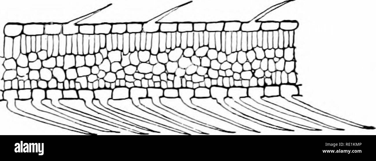 Plant Studies An Elementary Botany Botany Fie 34 A Hair From