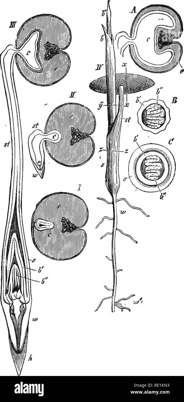 . South African botany. Botany. 14 SOUTH AFRICAN BOTANY. Pig. 9.—Germination of the Date Seed (Phoenix dactyUfera). I. Transverse section of seed before germination. II. The seed germinat- ing, and radicle growing downwards. III. Later stage. The leaves (6', 6&quot;) can be made out. IV. Later stage. The foliage leaves (6', b&quot;) have appeared above ground. A, B, and 0. Transverse sections of seed in IV : A at xx, B at xy, C at sz. e. Endosperm, s. Sheath of cotyledon, st. Its stalk, c. Tip of cotyledon, w. Primary root. w'. Secondary root. h. Pileorhiza. (Prom Edmonds and Marloth's &quot;  Stock Photo