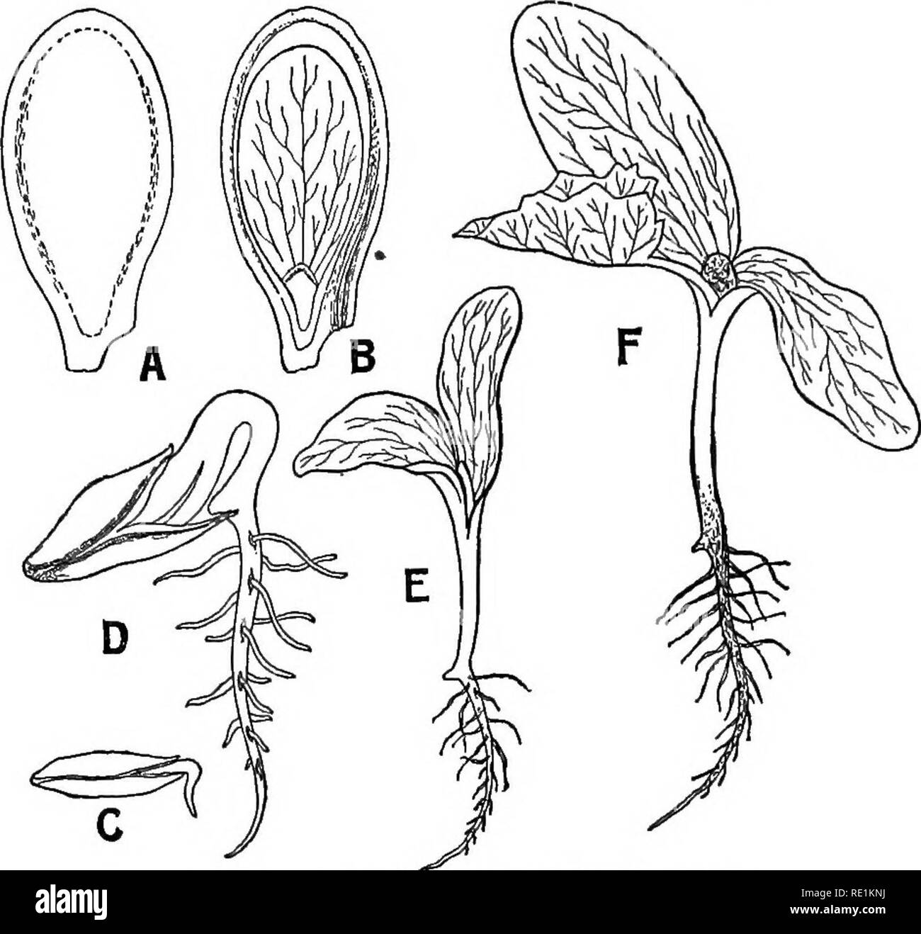 Seeds Germinating Black And White Stock Photos Images Alamy Seeds Germinating Black And White Stock Photos Images Alamy