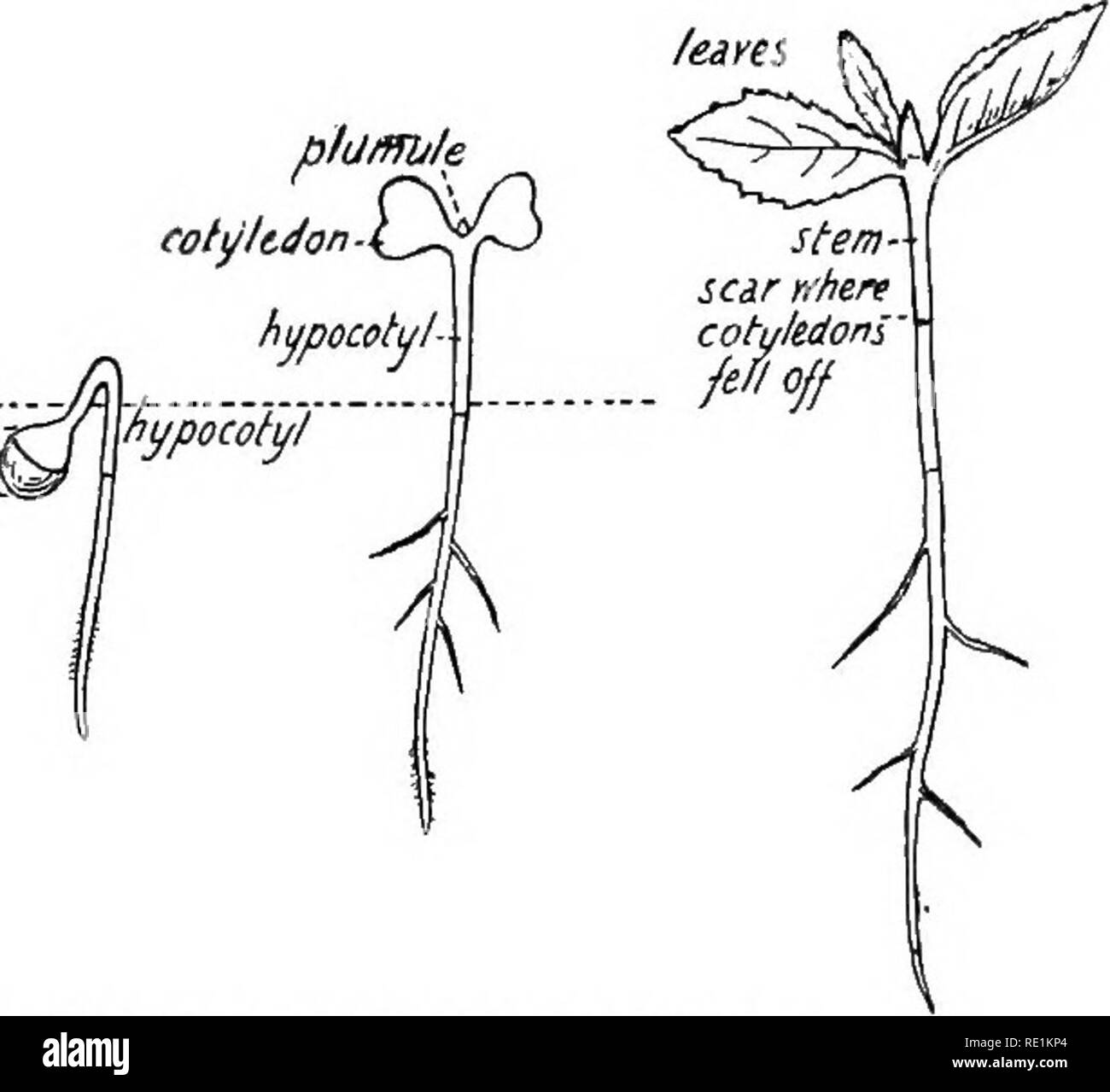 . South African botany. Botany. SOUTH AFRICAN BOTANY covering being the pericarp (fig. 5). Inside this is the seed surrounded by a thin yellowish membrane, the testa. It is exendospermous, the whole seed forming the embryo. It can be readily split int,o two cotyledons, the plumule lying between them. The pointed end of the seed is a radicle. During germination the radicle elongates and then that part of the radicle immediately below the cotyledons, ph/mile O - tesU -ndick. Fig. 4.—The Germination of the Mustard Seed. known as the Hypocottl, elongates and bends to form a loop. It emerges thro Stock Photo