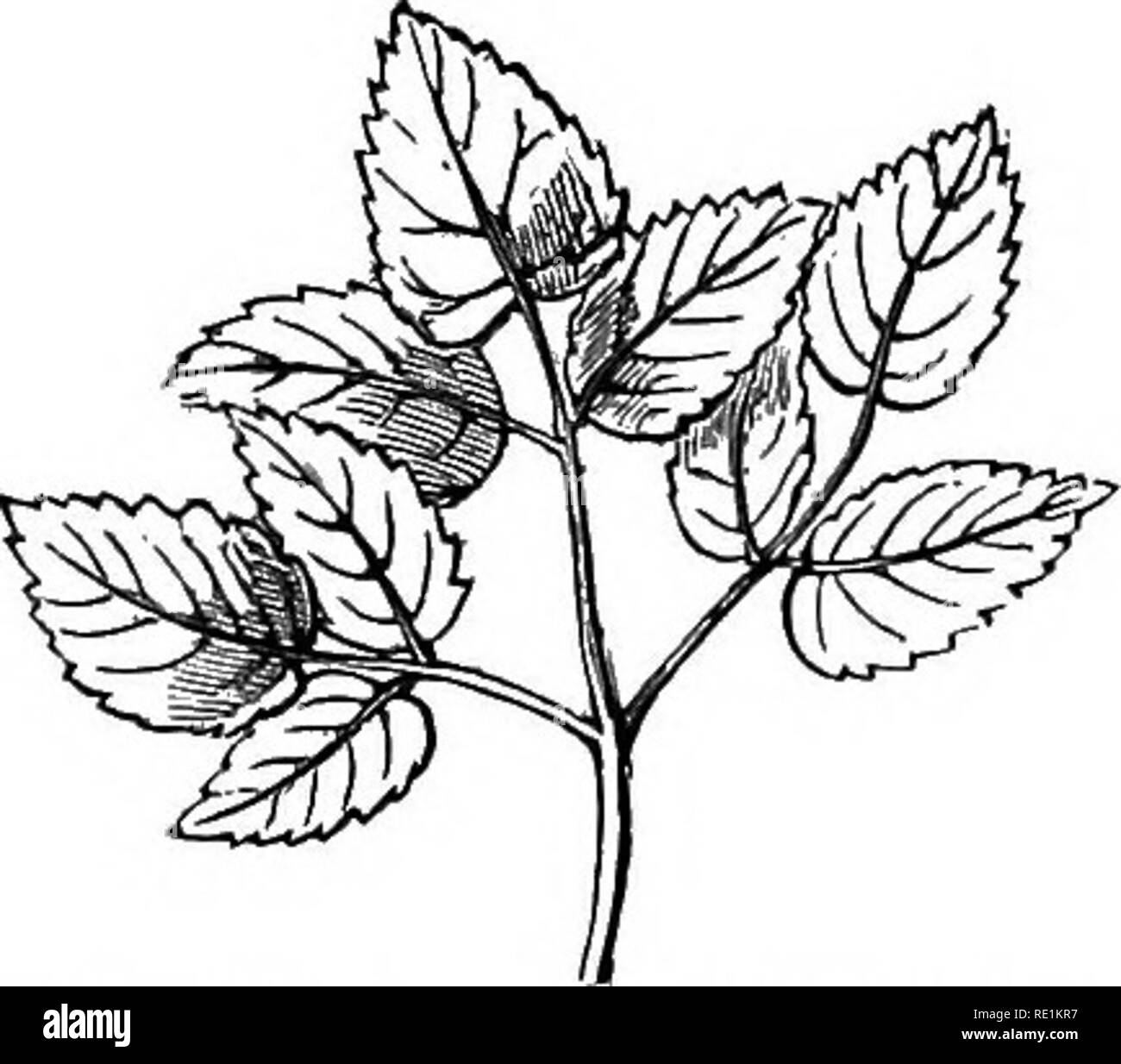 . A manual of botany. Botany. Fig. 159.. Fig. 153. A binate or bifoliate leaf. Fig. 154. Ternate or triloliate leaf. Fig. 155. Quadrifoliate leaf of Marsilea quadrifolia. Fig.5^. Quinate or quinquefoliate leaf. Fig. 157. Septenate leaf of the Horsechestnut {.^sculfs Hippocastanum). Fig. 158. Mnltifoliate leaf of a Lupin. Fig. 159. A biternate leaf. leaflets are less deeply divided, as in fig. 97. Il the division extends beyond this, the leaf is decompound {fig. 101), as in many Umbelliferous plants.. Please note that these images are extracted from scanned page images that may have been digit Stock Photo