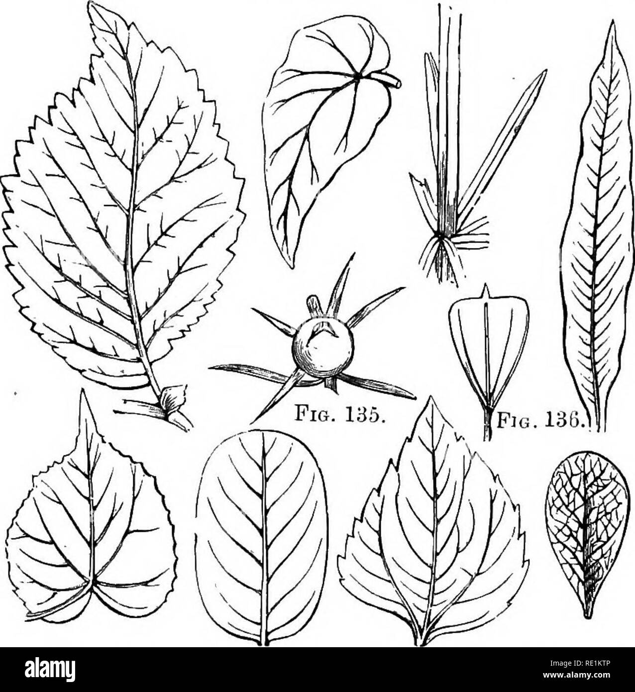 . A manual of botany. Botany. GENERAL MORPHOLOGY OF THE PLANT 73 it is prcemurse, as in the leaf of Ccvryota urens. When the apex IS sharp, so that the two margins form an acute angle with each other (figs. 132 and 139), it is acute or sharp-powited; when the point is very long, and tapering {fig. 137), it is acuminate or taper-pointed, as in the leaf of the White Willow and common Fig. 131. Fig. 132. Fig. 133. Fig. 134.. Fig. 137. Fig. 138. Fig. 139. Fig. 110. Fi^f. 131. Leaf of Elm. with its margins bisen-ate, aud the lamina unequal at its base. Fig. 132. Unequal or oblique leaf of a species Stock Photo