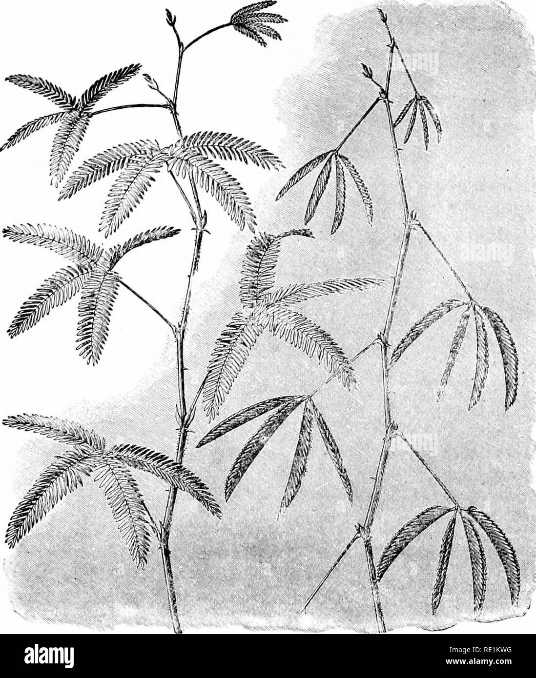 . Plant studies; an elementary botany. Botany. FOLIAGE LEAVES I THE LIGHT-RELATION&quot; 11. Fig. 4. Two sensitive plants, showing the motile leaves. The plant to the left has its leaves and numerous leaflets expanded ; the one to the right shows the leaflets folded together and the leaves drooping.—After Kerner. the morning and evening (see Fig. 170). As a result, the plane of the leaf lies in a general north and south direc- tion. It is a significant fact that when the plant grows in shaded places the leaves do not assume any such position. It seems evident, therefore, that the position has  Stock Photo