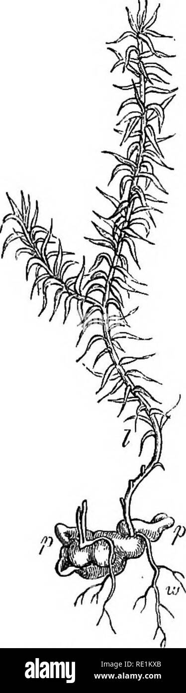 A manual of botany. Botany. Fig. 916. Longitudinal section of cone of  Lycopodium^ showing the spoi-angia in tlie axils of the sporophylla. Fig.  917. Lycopodium annotinum. p. Prothallium. h The young