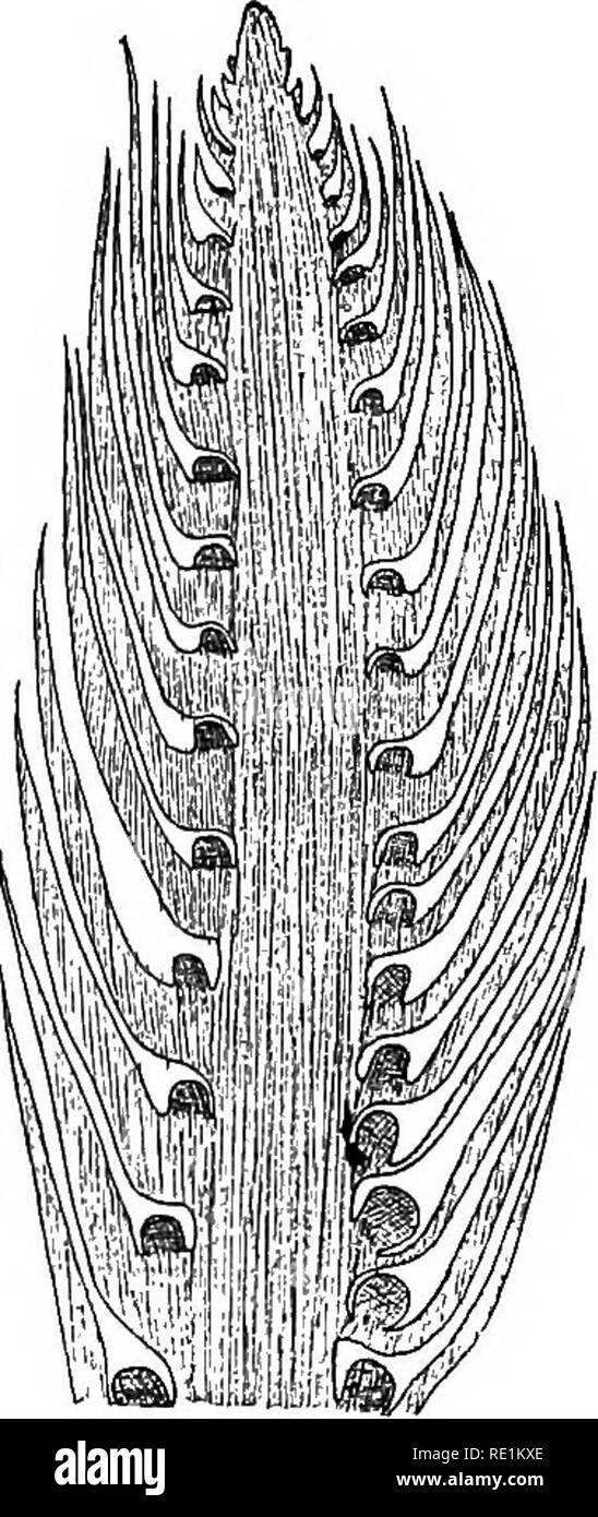 . A manual of botany. Botany. 158 MANUAL OF BOTANY the stem of Lycopodium can be divided into two areas, composed of thiok-walled woody cells with small intercellular spaces. The cells of the inner area have very thick walls. The cortex is crossed by bundles passing out from the stele to the leaves. The sporangia in Lycopodium and Phylloglossum are simple and stalked. They arise on the leaves near their insertion Fig. 916. Fia. 917.. Please note that these images are extracted from scanned page images that may have been digitally enhanced for readability - coloration and appearance of these il Stock Photo