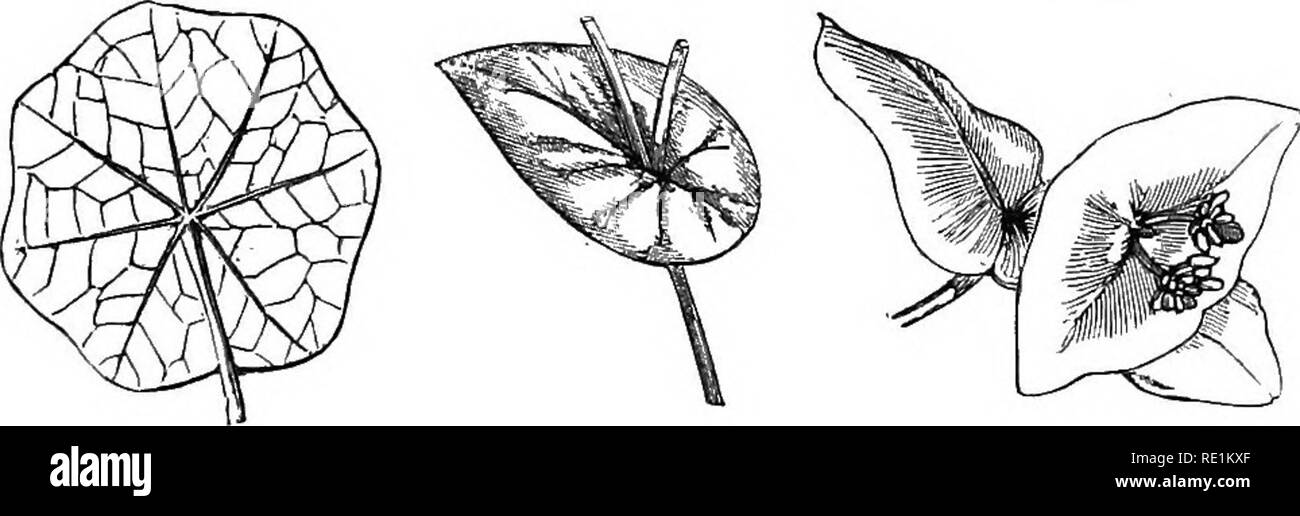 . A manual of botany. Botany. Fig. 103. Palmatifld leaf of tlie Ca,stor-oil Plant {Ricinus communis). Fig. 104. Pedatipart.ite leaf. or midrib, they are called segments (fig. 100), and the leaf is dissected, or in composition -sected. When the axis of the epipodium bears monopodially branches of the first order, which give rise in turn to the pinnte, and all Fig. 105. Fig. 106. Fig. 107.. Fig. 106. Peltate leal of Tropceolum. Fig. 106. Perfoliate leaf of a species of Hare's-ear (^Bupleurum rotundifoUum). Fig. 107. Connate leaves of a species of Honeysuckle (Lonicera Capn/oiiiim). are winged, t Stock Photo