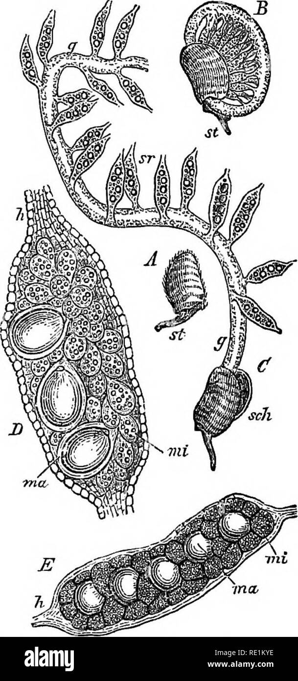 . A manual of botany. Botany. 146 MANUAL OP BOTANY contain both micro- and macrosporangia. In Marsilea there is in each a single row of the latter in the middle, and a double row of the former on each side of it. In Pilularia the arrange- ment is not so definite. The sporocarp is made to rupture by the mucilaginous character of the internal tissue, which absorbs water and causes the wall of the sporo- carp to split. In Pilularia the rupture begins at the apex, in Marsilea it takes place along the side. In the sporocarp of the latter is a band or ring of mu- FiG. 904. Fig. 905.. Fig. 904. Trans Stock Photo