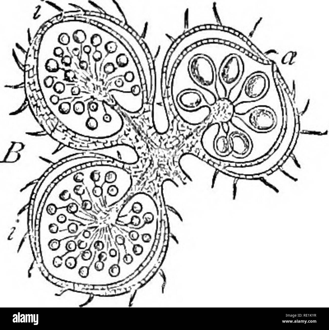 . A manual of botany. Botany. Fig. 900. Part of a plant of Salviuia. ?, Ploating leaves, w. Submerged leaves, s. Sori. k. Apex of stem. B. Longitudinal section tbroughthree sori of Salvinia. i, i. Two &quot;with microsporangia. a. One with macro- sporangia. After Sachs. rhizome the leaves grow vertically upwards, being arranged alternately on the stem. In the former genus the leaf is un- branched and somewhat cylindrical; in the latter it is compound, bearing four leaflets at the end of a long petiole [figs. 901, 903). Both PUularia and Marsilea produce adventitious roots from the rhizome. In  Stock Photo