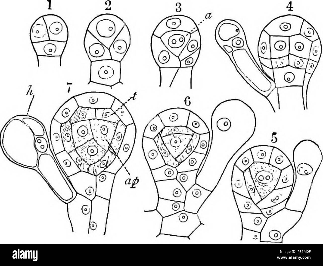 Filicin Filicin hi-res stock photography and images - Alamy