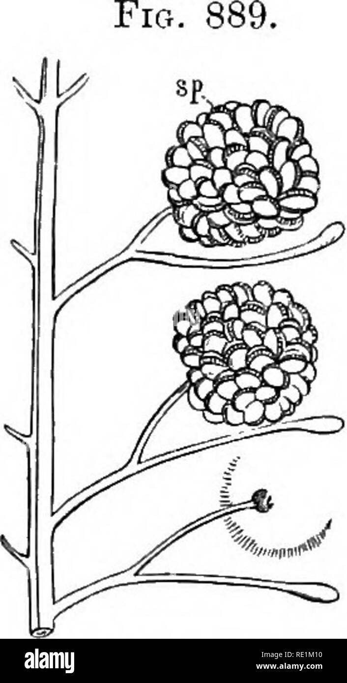 . A manual of botany. Botany. PTEBIDOPHYTA—FILIOINiE 133 The sporangia occur usually in groups on the lower or dorsal surface of the sporophylls (fig. 890), or in some cases in a band along their margins, being situated on a kind of placental outgrowth. They are sometimes quite exposed to the air, sometimes partially protected by hairs or paraphyses which arise among them from the placenta. Generally, however, the sorus is more or less covered by a definite membrane called the vndiisium, which springs from the epidermis of the leaf. Where the sorus is marginal, as in Pteris, the edge of the le Stock Photo