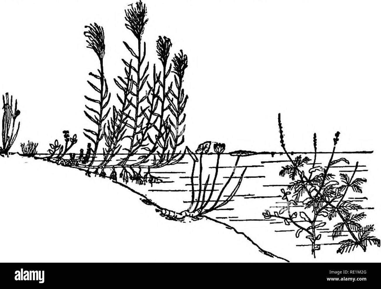 Tall alders Black and White Stock Photos & Images Alamy