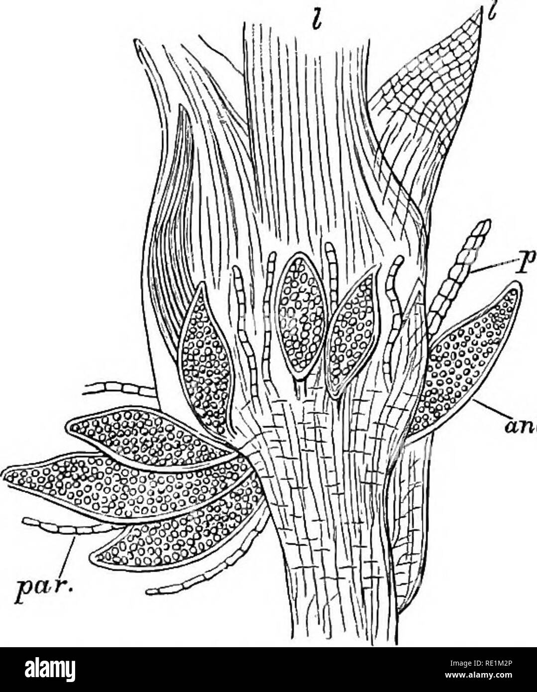 . A manual of botany. Botany. , Leaf of Sphagnum. A. Sur- face view. E. Section. Fig. 874.. ^nt. Fig. 874. Apes of fertile shoot of Moss (Polytrichum) bearing antheridia, ant, and paraphyses, par. I. Leaves of the shoot. leaves; the innermost of them at any rate growing up in a sort of perichffitial fashion round the base of the capsule as it begins T 2. Please note that these images are extracted from scanned page images that may have been digitally enhanced for readability - coloration and appearance of these illustrations may not perfectly resemble the original work.. Green, J. Reynolds (Jo Stock Photo