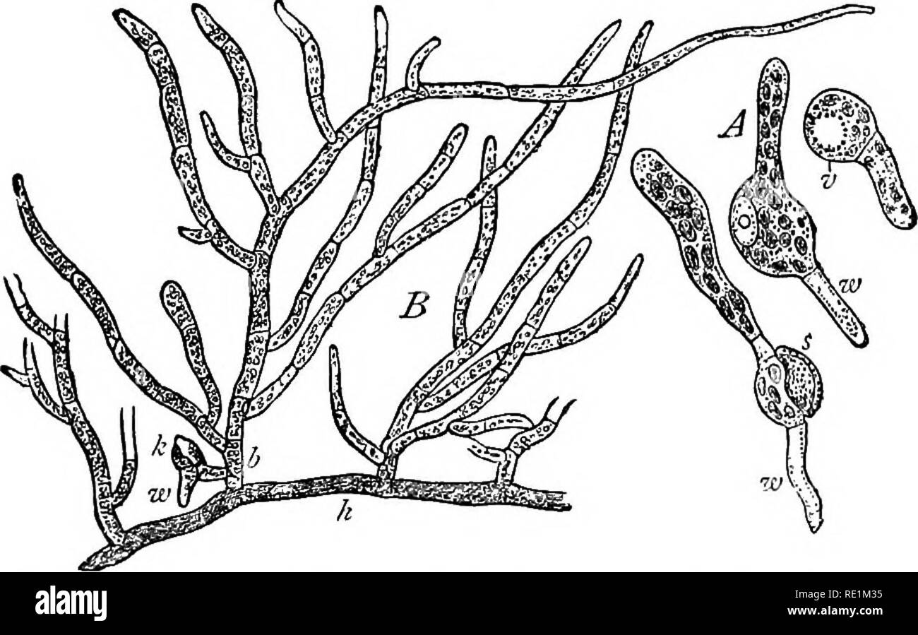 . A manual of botany. Botany. BRTOPHYTA-MUSCI 113 Class V.—MUSCI (MOSSES). In the group of the true mosses a still further advance, espe- cially in the direction of anatomical differentiation, is seen. The gametophyte is always foliose, and bears rhizoids instead of simple root hairs. The sporogonium escapes from the calyptra before the spores are mature; it never contains elaters, and always possesses a well-defined columella. The plants are of small size, and grow upon the earth, rocks, trees, or old walls; some are saprophytic, growing on decaying wood, &amp;c. A few are aquatic. Fig. 871.. Stock Photo