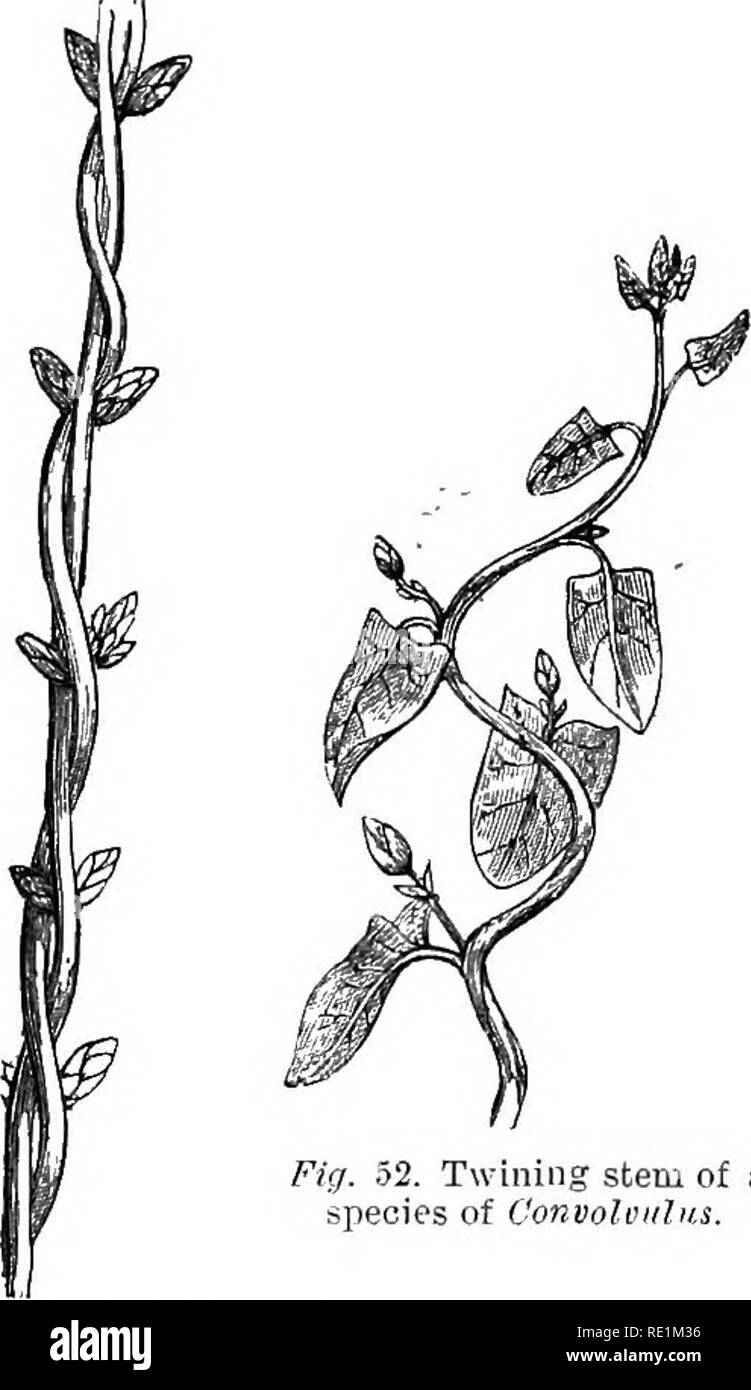 . A manual of botany. Botany. Fuj. 50. Climbing stem of the l7y. fl, a. Aerial roots.. Fig. 52. Twining stem of a species of Convoloitlu.s. Fig. 51. Twining stem of Honeysuclde. Forms of Stem axd Branchi-.s.—The stem is usually more or less cylindrical, though this is far from universal. In many herbaceous plants it becomes angular, and in some, particularly in those of certain natural orders, as the Oactacese, Orohidaceie, Euphorbiacese, &amp;c., it assumes a variety of anomalous forms. Thus in many epiphytic Orchids it becomes more or less oval or rounded, and has received the name of pseudo Stock Photo