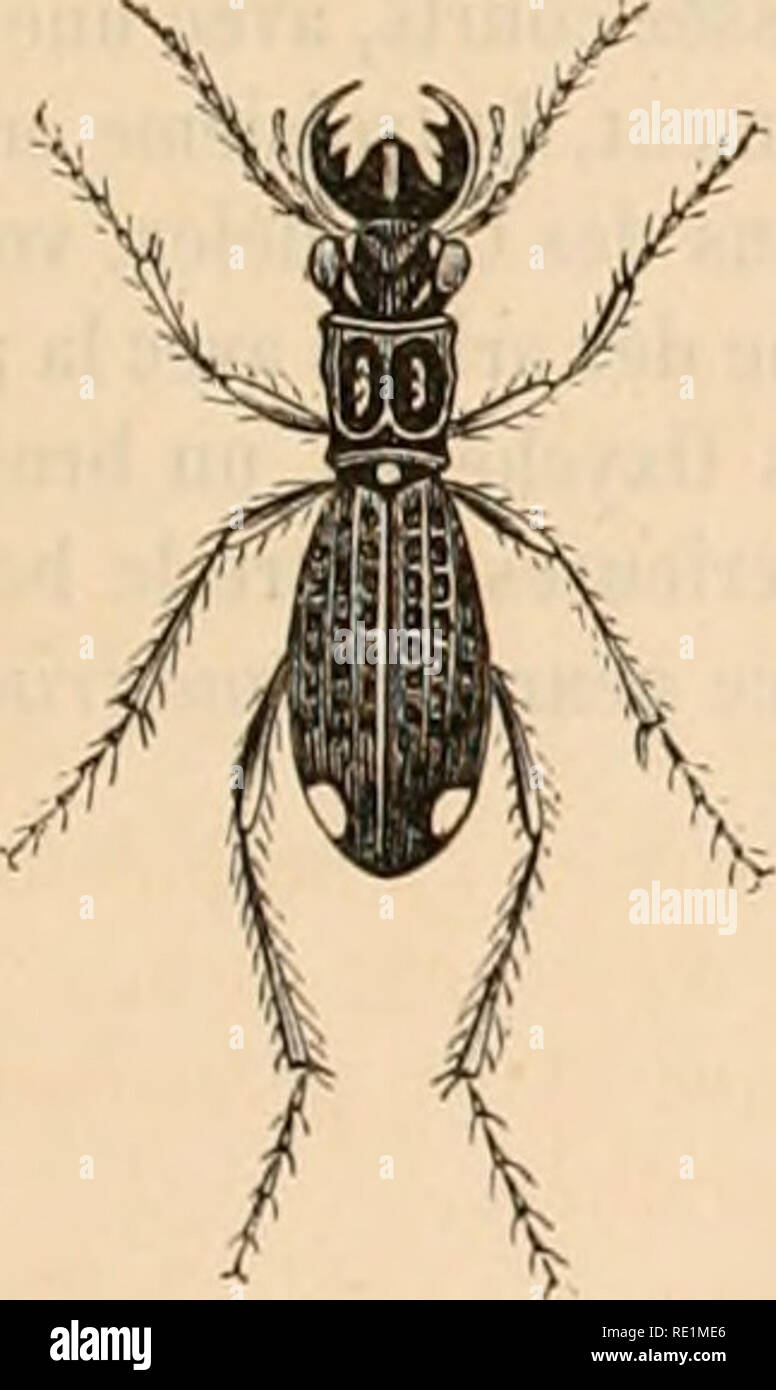 . EncyclopÃ©die d'histoire naturelle; ou, traitÃ© complet de cette science d'aprÃ¨s les travaux des naturalistes les plus Ã©minents de tous les pays et de toutes les Ã©poques: Buffon, Daubenton, LacÃ©pÃ¨de, G. Cuvier, F. Cuvier, Geoffroy Saint-Hilaire, Latreille, De Jussieu, Brongniart, etc. Natural history -- Dictionaries. Fig 71. â C. Geni Kig. 72. â C. Audouinii. Fig. 70. â C. tenuipes. 5'&quot;= GENRE. - DROMICA. DROMICA. Dojcan, 1826. Spccirs gÃ©nÃ©ral des ColÃ©oplÃ©rcs : Caraliitjuos. Apof/.uo;, coureur, Tcle moyenne; une dent Ã peine visible dans l'Ã©chancrure du menton; palpes maxillai Stock Photo