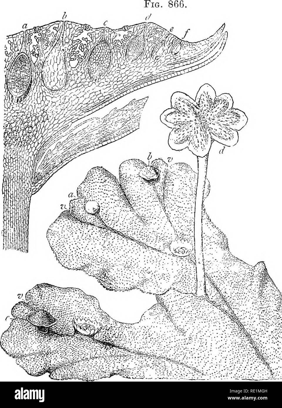 Marchantia Antheridiophore
