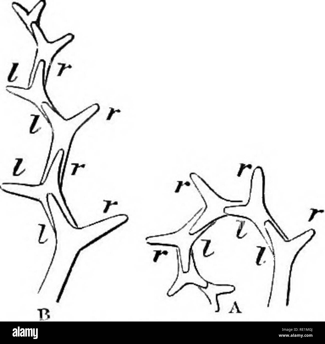 . A manual of botany. Botany. Fig. 42. Diagram of normal or tme dichotomoiis branching, showing the two branches equally developed in a forked manner, and each branch di- viding in succession in a similar way. Fig. 43. Diagrams of sympodial dichotomous branching. A. Helicoid dichotomy. B. Scorpioid dichotomy. In A, the left-hand branches, ?, ?, I. of successive dichotomies are much more developed than the right, r, r, r, r. In B, the left-hand branches, ?, 7, and those of the right hand, ?-, r, are alternately more vigo- rous in their growth. The limbs of the dichotomy which become the success Stock Photo