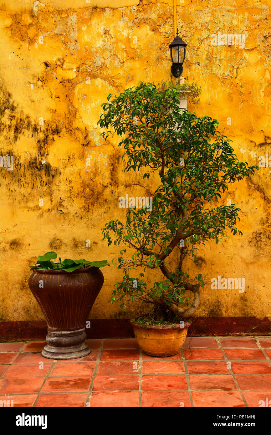 Pot plants against a wall in the historic UNESCO listed central