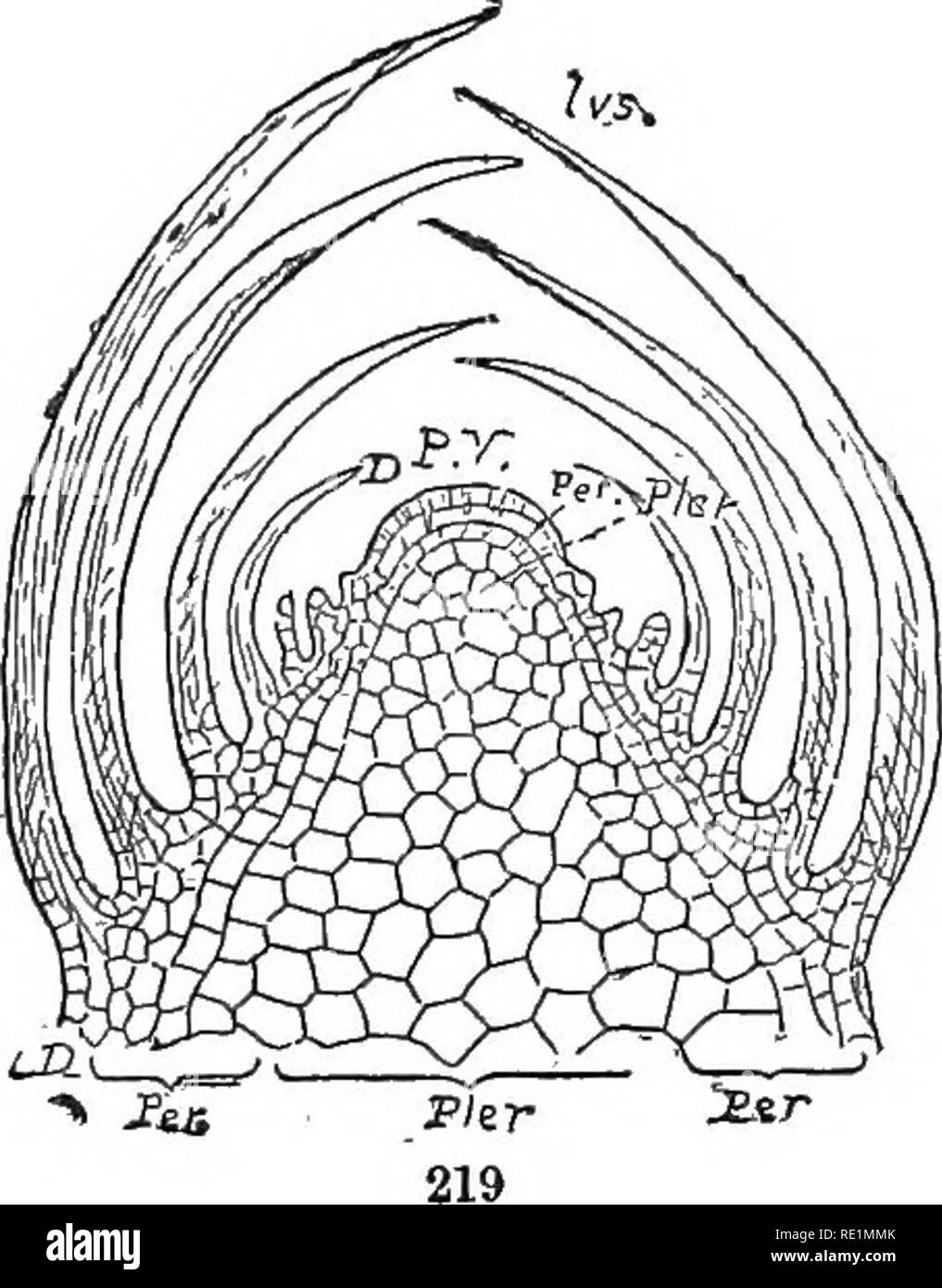 . The elements of botany embracing organography, histology, vegetable