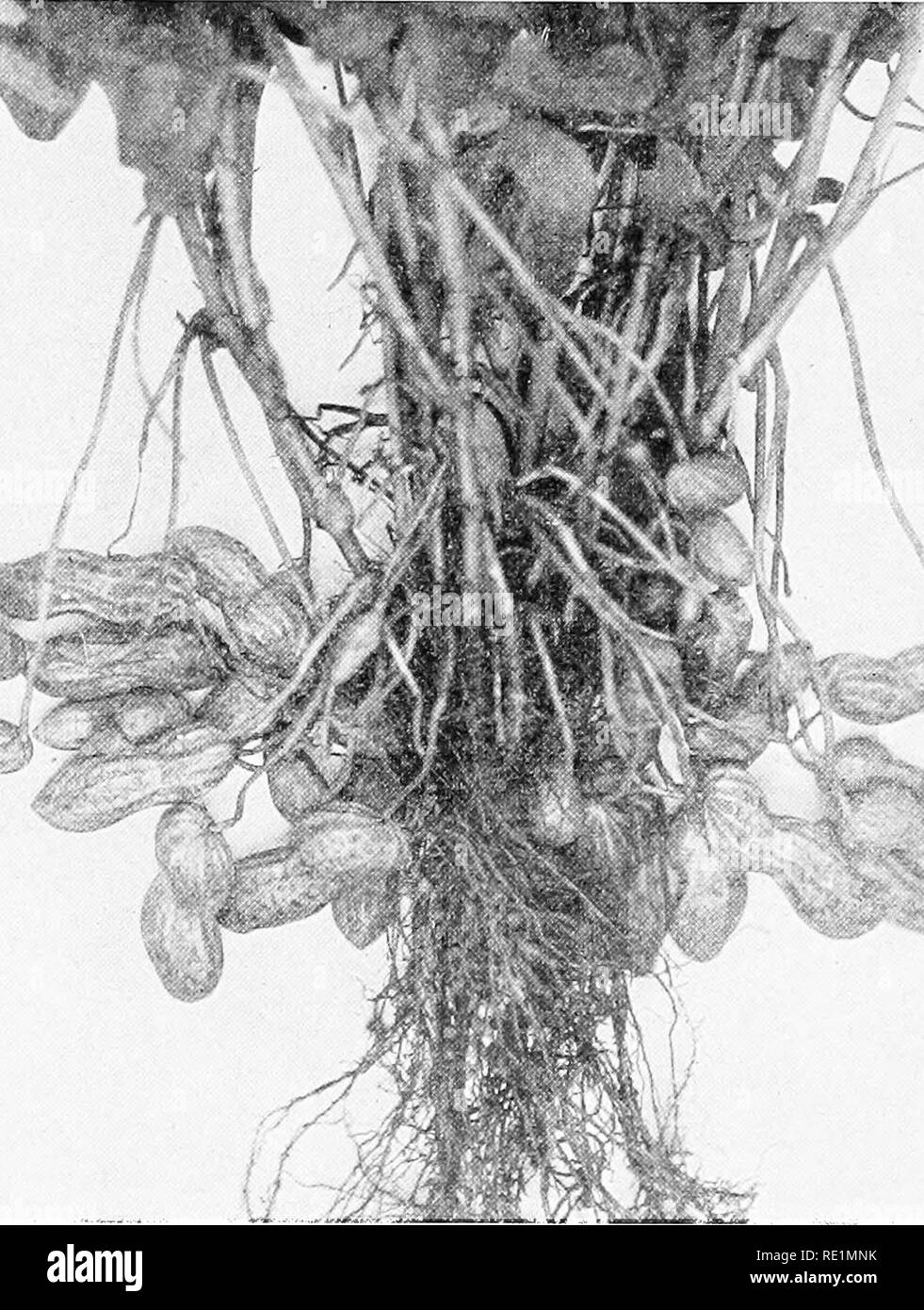 . College botany; structure, physiology and economics of plants. Botany. 358 COLLEGE BOTANY LiNACEiE (Flax Family).—Herbs, occasionally shrabs; leaves alternate, simple; flowers in racemes or corymbs, sym- metrical ; sepals five (sometimes four or six); petals same iu. Fig, 200.—Peanut plant with the elongated stems sending seeds into the soil shown at right and left. number as sepals; stamens equal to petals and alternate with them, united at the base; carpels three tO' five, united at base to form a compound, dr&gt;', capsular fruit. The most important member of the family is tlie flax plant Stock Photo