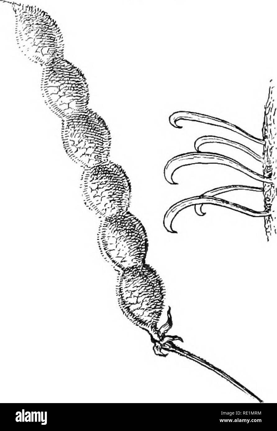 . Elementary botany. Botany. Fig. 465. Bur of bidens or bur-marigold, show- ing barbed seeds. Fig. 470. Seed pod of tick-treefoil (desmodium); at the right some of the hooks greatly magnified. bur-marigold (bidens), the tick-treefoil (desmodium), or cockle-bur (xanthi- um), and burdock (arctium). 673. Other plants like some of the sedges, etc., living on the margins of streams and of lakes, have seeds which are jiruvided with floats. The wind or (he flawing of the water transports them often to disl.mt points. 368. Please note that these images are extracted from scanned page images that may h Stock Photo