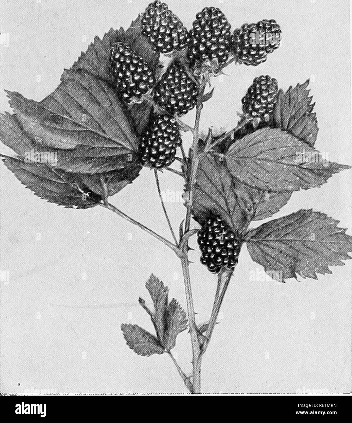 . College botany; structure, physiology and economics of plants. Botany. DICOTYLEDONOUS PLANTS 351 The genus Rubus includes the many species and varietiee of the blackberries, dewberries and raspberries (Figs. 189, 190). Sub-Family—Potentillece (Strawberries).—Ovaries supe- rior, carpels few to many, becoming dry achenes; fruit a mass of dry achenes or a pulpy receptacle, bearing minute, dry achenes.. Fig. 190.—Blackberry, a-form o'i aggregate fruit. The g.entis Fragaria includes the many species and varieties of the strawberrj^ (Figs. 191, 192, 193). LEGUMiNOSiE (Pea or Pulse Family).—Herbs,  Stock Photo