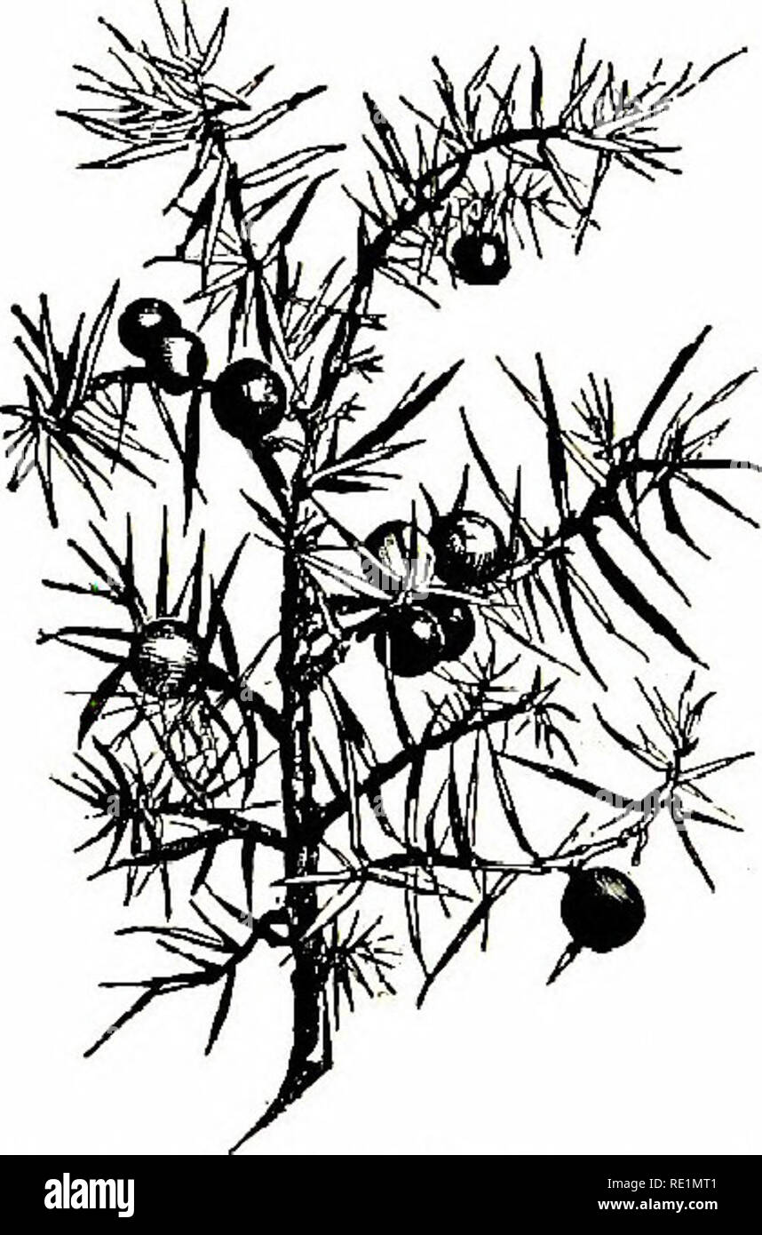. Flowers of the field. Botany. 268 MONOCHLAMYDE^ I. PiNus (Fir).—Barren flowers, in clustered, scaly catkins, the upper scales bearing sessile anthers ; fertile flowers in an egg-shaped catkin, which finally becomes a woody cone ; seeds winged. (Name, the Latin name of the tree.) P. syhestris (Scotch Fir).—A tall, picturesque tree, with reddish bark, and a dense, tufted head. Leaves in pairs, about 2 inches long, surrounded by scales, evergreen. The cones are smaU, sessile, and grow 1-3 together. Wings of the seeds 2 or 3 times as long as the seeds. Indigenous in the Highlands of Scotland, an Stock Photo