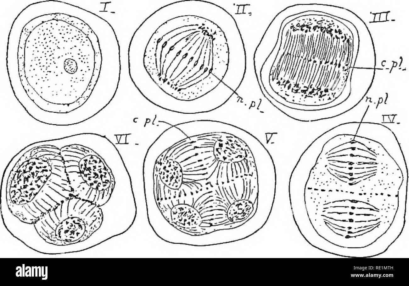 The elements of botany embracing organography, histology, vegetable  physiology, systematic botany and economic botany ... together with a  complete glossary of botanical terms. Botany. 82 HISTOLOGY AND PHYSIOLOGY..  each other. In